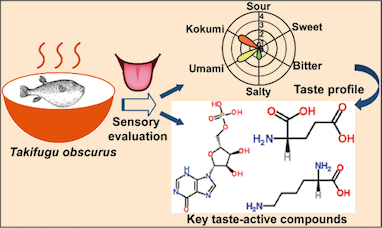 9. Sensory-Guided Analysis of Key Taste-Active Compounds in Pufferfish (Takifugu obscurus).gif