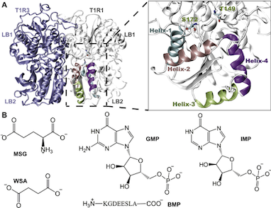 Understanding the molecular mechanism of umami recognition by T1R1-T1R3 using molecular dynamics simulations.png