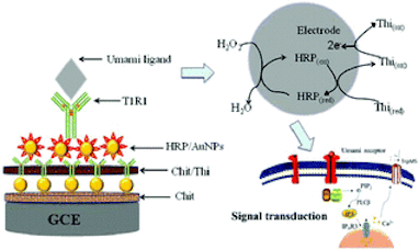 13. Preliminary research on the receptor–ligand recognition mechanism of umami by an hT1R1 biosensor.gif