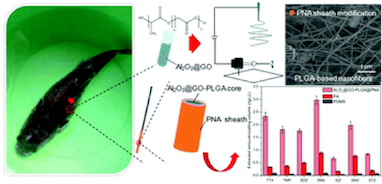 PLGA-based nanofibers with biomimetic polynoradrenaline sheath for rapid in vivo sampling of tetrodotoxin and sulfonamides in pufferfish.png